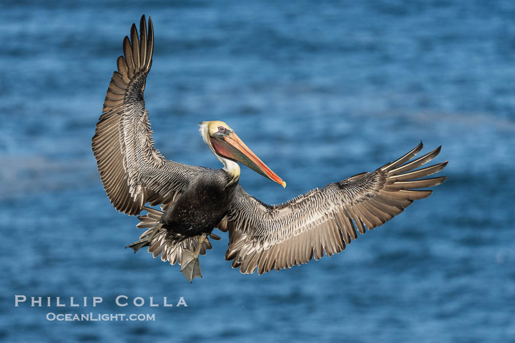 A California Brown Pelican flying over the Pacific Ocean, spreads its large wings wide to slow down as it banks, turns in midair, to land on seacliffs in La Jolla. Winter adult non-breeding plumage. USA, Pelecanus occidentalis californicus, Pelecanus occidentalis, natural history stock photograph, photo id 39798
