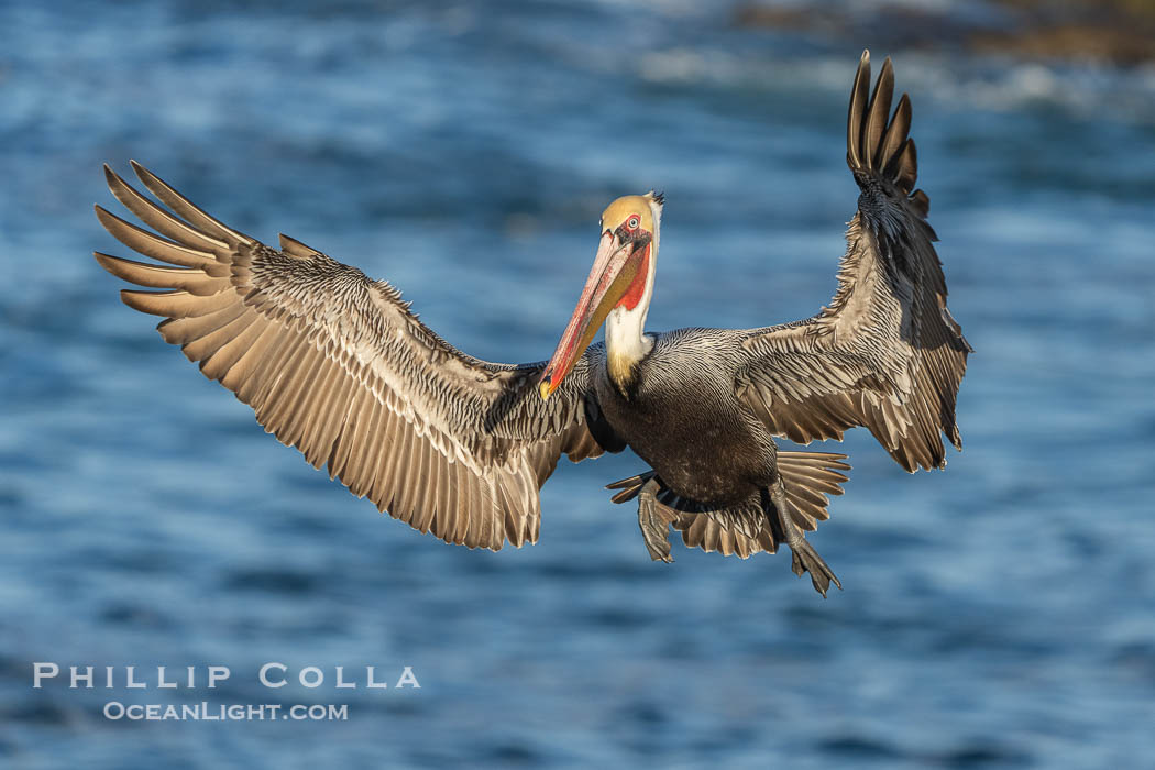 A California Brown Pelican flying over the Pacific Ocean, spreads its large wings wide to slow down as it slows to land on seacliffs in La Jolla. Adult winter mating plumage with yellow head, red throat and brown hindneck. USA, Pelecanus occidentalis, Pelecanus occidentalis californicus, natural history stock photograph, photo id 40782