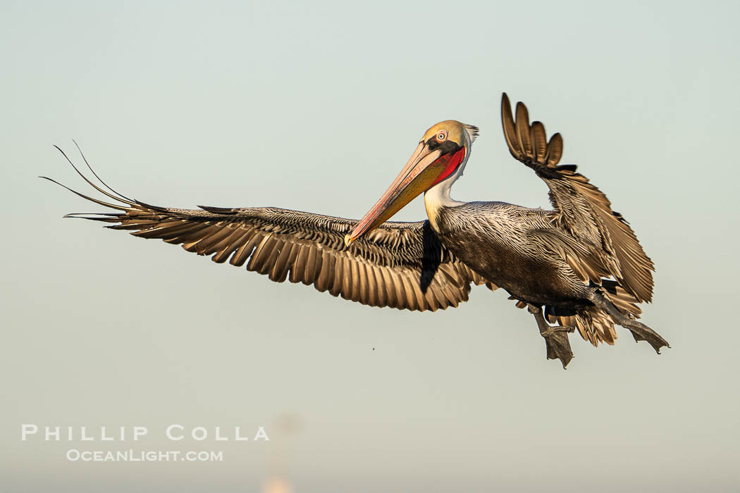 A California Brown Pelican flying over the Pacific Ocean, spreads its large wings wide to slow down as it slows to land on seacliffs in La Jolla. Adult winter mating plumage with yellow head, red throat and brown hindneck, Pelecanus occidentalis, Pelecanus occidentalis californicus