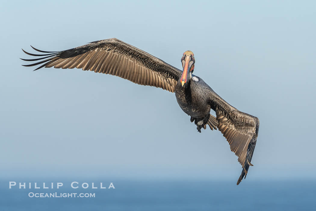 A California Brown Pelican flying over the Pacific Ocean, spreads its large wings wide to slow down as it slows to land on seacliffs in La Jolla. Adult winter mating plumage with yellow head, red throat and brown hindneck. USA, Pelecanus occidentalis, Pelecanus occidentalis californicus, natural history stock photograph, photo id 40798