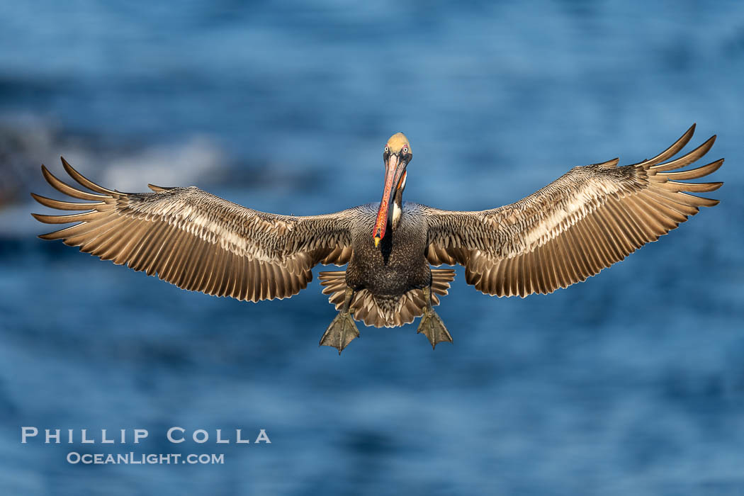 A California Brown Pelican flying over the Pacific Ocean, spreads its large wings wide to slow down as it slows to land on seacliffs in La Jolla. Adult winter mating plumage with yellow head, red throat and brown hindneck, Pelecanus occidentalis, Pelecanus occidentalis californicus