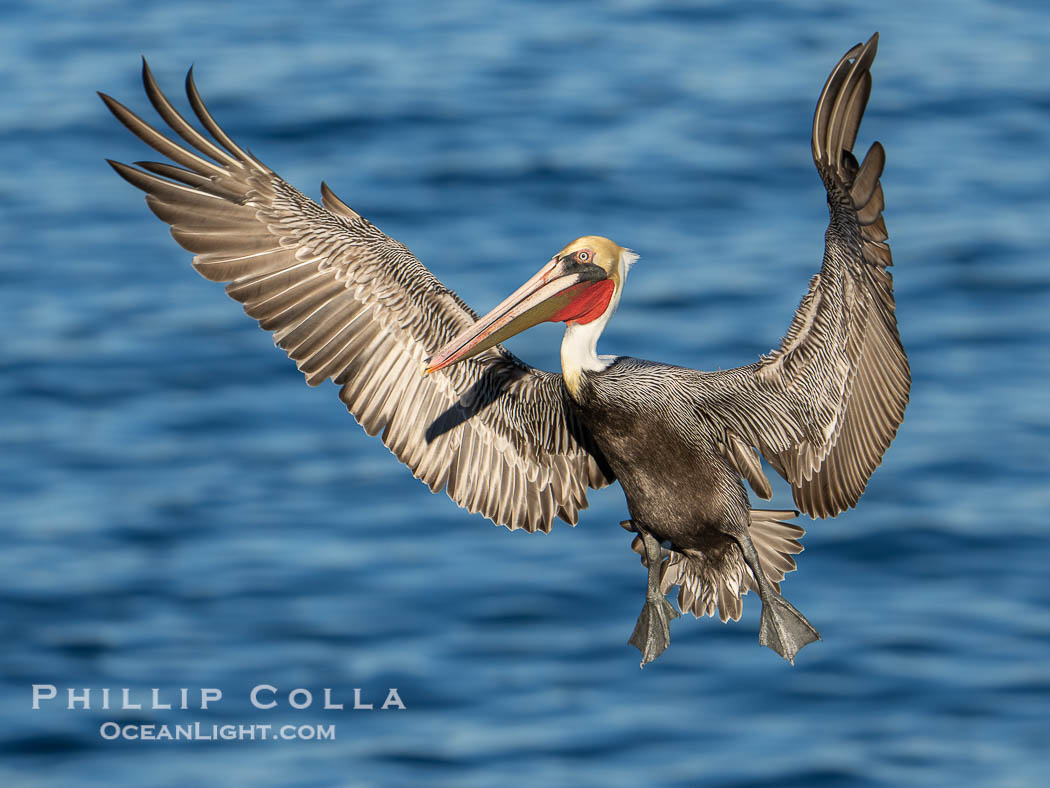 A California Brown Pelican flying over the Pacific Ocean, spreads its large wings wide to slow down as it slows to land on seacliffs in La Jolla. Adult winter mating plumage with yellow head, red throat and brown hindneck, Pelecanus occidentalis, Pelecanus occidentalis californicus