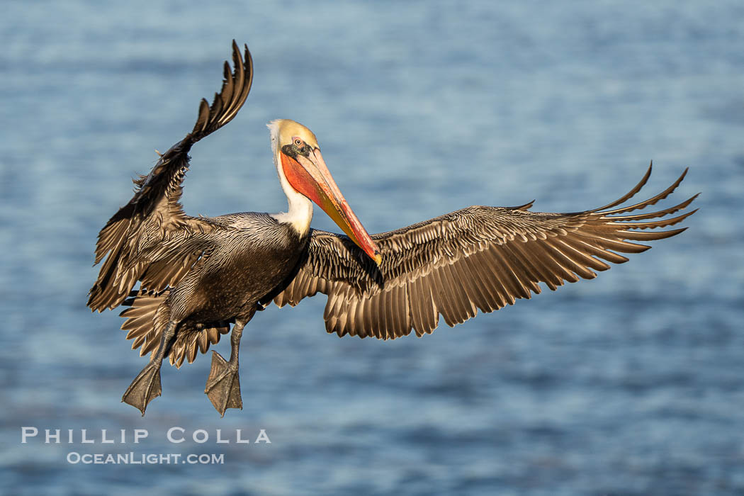 A California Brown Pelican flying over the Pacific Ocean, spreads its large wings wide to slow down as it slows to land on seacliffs in La Jolla. Adult winter mating plumage with yellow head, red throat and brown hindneck, Pelecanus occidentalis, Pelecanus occidentalis californicus