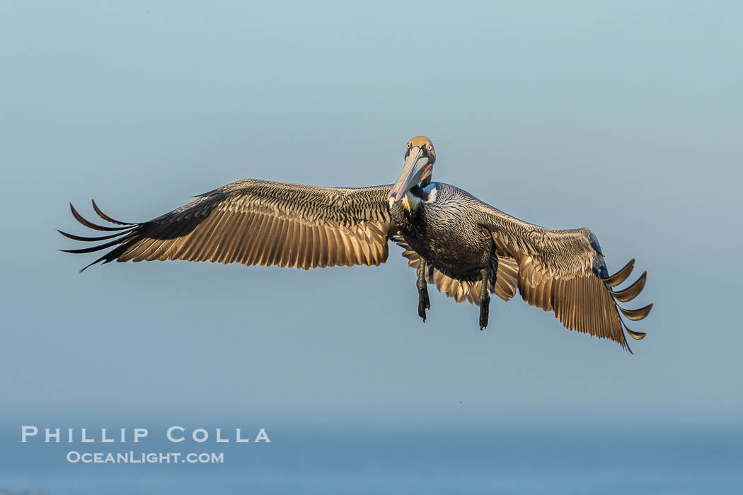 A California Brown Pelican flying over the Pacific Ocean, spreads its large wings wide to slow down as it slows to land on seacliffs in La Jolla. Adult winter mating plumage with yellow head, red throat and brown hindneck, Pelecanus occidentalis, Pelecanus occidentalis californicus