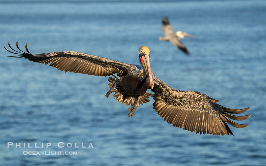 A California Brown Pelican flying over the Pacific Ocean, spreads its large wings wide to slow down as it slows to land on seacliffs in La Jolla. Adult winter mating plumage with yellow head, red throat and brown hindneck. USA, Pelecanus occidentalis, Pelecanus occidentalis californicus, natural history stock photograph, photo id 40787