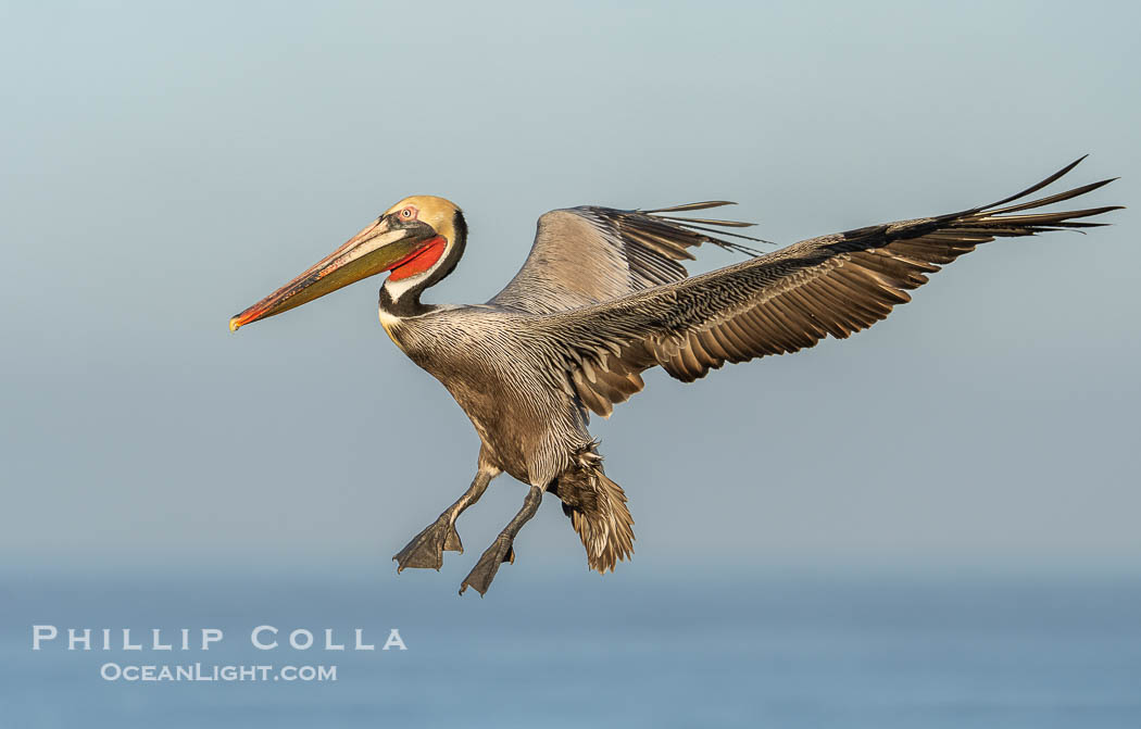 A California Brown Pelican flying over the Pacific Ocean, spreads its large wings wide to slow down as it slows to land on seacliffs in La Jolla. Adult winter mating plumage with yellow head, red throat and brown hindneck, Pelecanus occidentalis, Pelecanus occidentalis californicus