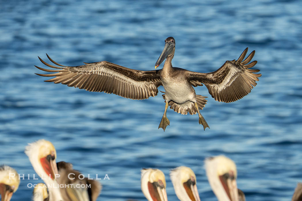 A California Brown Pelican flying over the Pacific Ocean, spreads its large wings wide to slow down as it slows to land on seacliffs in La Jolla. Subadult / juvenile plumage, Pelecanus occidentalis, Pelecanus occidentalis californicus