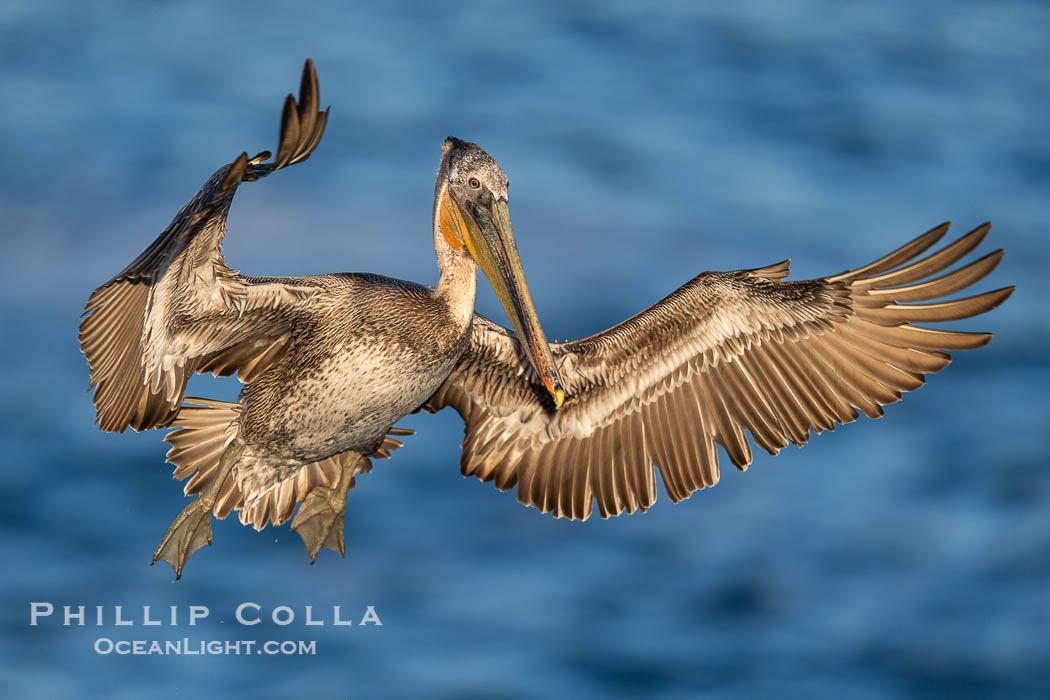 A California Brown Pelican flying over the Pacific Ocean, spreads its large wings wide to slow down as it slows to land on seacliffs in La Jolla. Subadult / juvenile plumage, Pelecanus occidentalis, Pelecanus occidentalis californicus