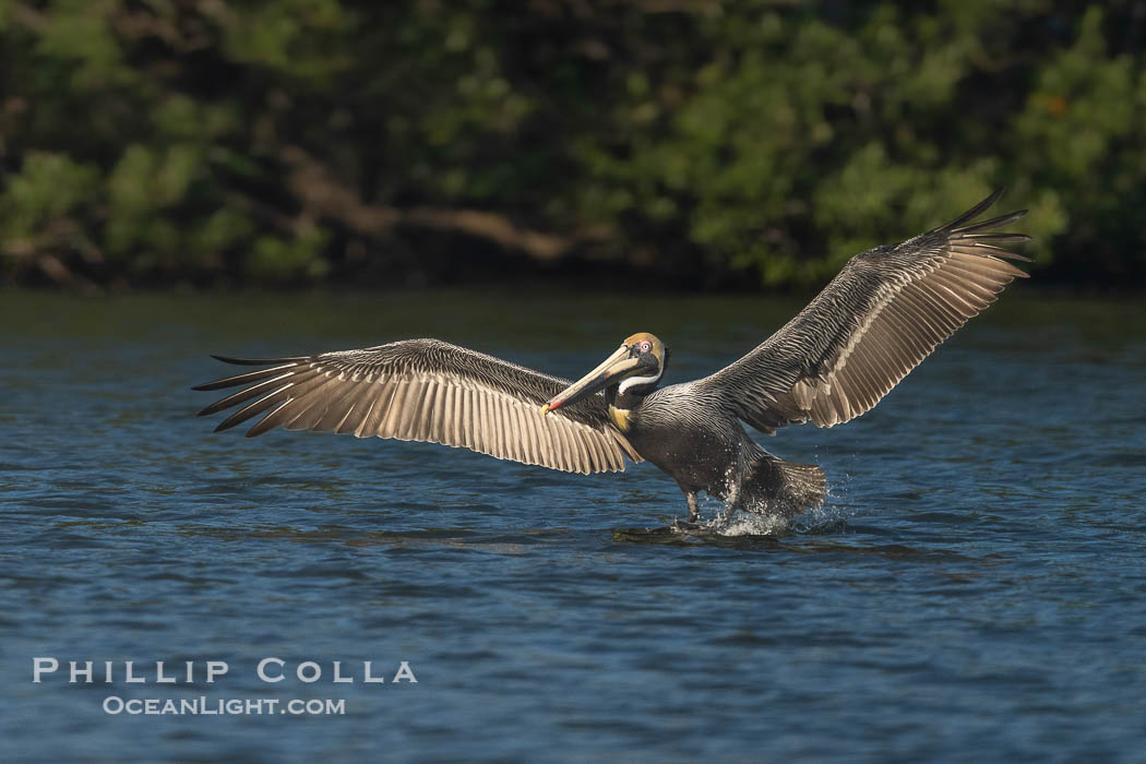 Brown pelican landing on water, Alafia Banks, Florida, Pelecanus occidentalis, Alafia Banks Critical Wildlife Area, Tampa