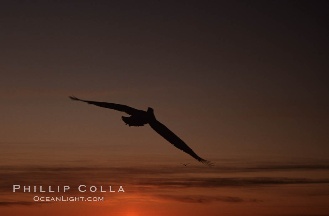 Brown pelican, Baja California., Pelecanus occidentalis, natural history stock photograph, photo id 05716