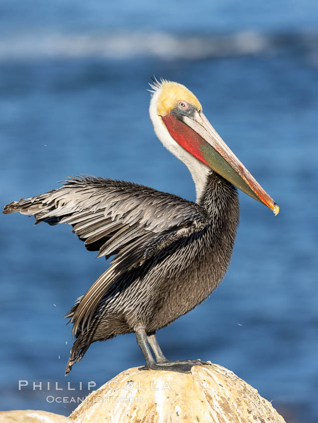 Portrait of California brown pelican, with the characteristic winter mating plumage shown: red throat and yellow head. La Jolla, USA, Pelecanus occidentalis, Pelecanus occidentalis californicus, natural history stock photograph, photo id 37728