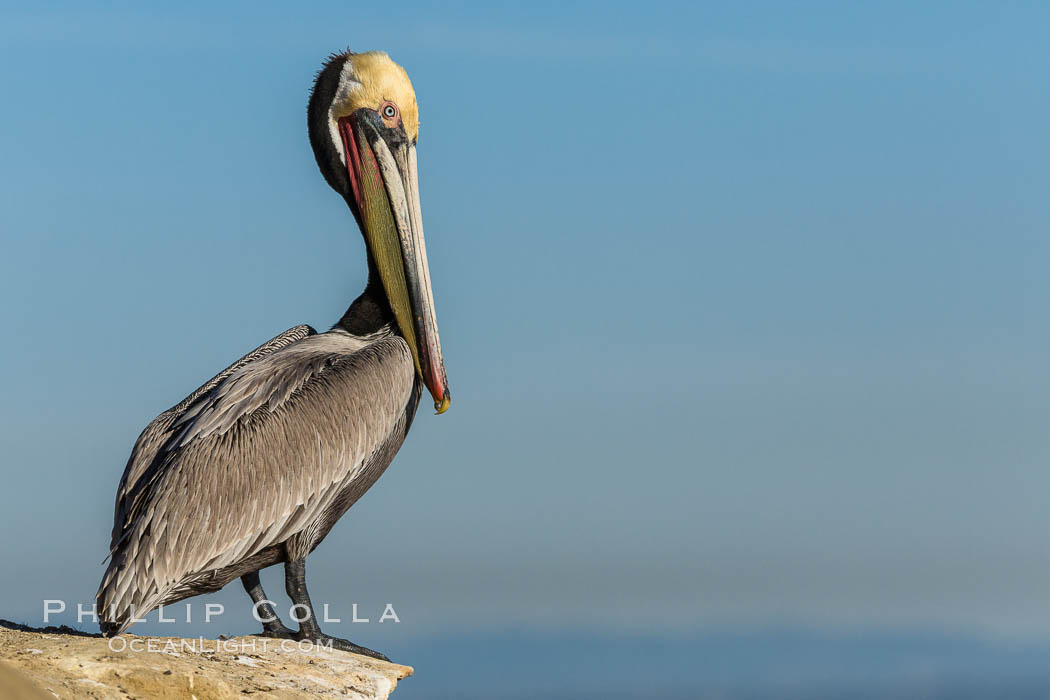 Brown pelican portrait, winter plumage, Pelecanus occidentalis, La ...