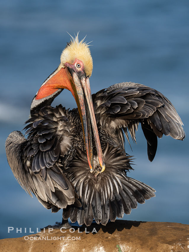 A brown pelican preening, reaching with its beak to the uropygial gland (preen gland) near the base of its tail. Preen oil from the uropygial gland is spread by the pelican's beak and back of its head to all other feathers on the pelican, helping to keep them water resistant and dry. Adult winter breeding plumage. La Jolla, California, USA, Pelecanus occidentalis, Pelecanus occidentalis californicus, natural history stock photograph, photo id 40019