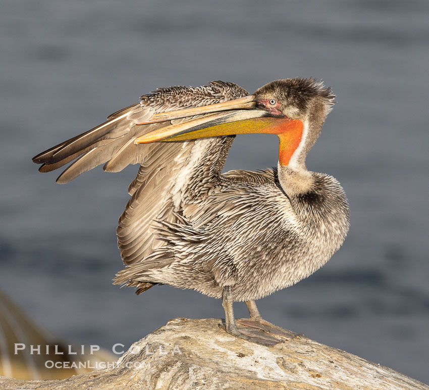 Brown pelican immature plumage, likely second winter coloration approaching breeding plumage, on cliff over the ocean. La Jolla, California, USA, Pelecanus occidentalis, Pelecanus occidentalis californicus, natural history stock photograph, photo id 38705