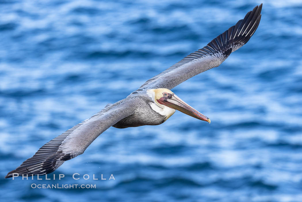 Brown pelican in flight, soaring over the Pacific ocean near San Diego. The wingspan of the brown pelican is over 7 feet wide. The California race of the brown pelican holds endangered species status. In winter months, breeding adults assume a dramatic plumage, Pelecanus occidentalis, Pelecanus occidentalis californicus, La Jolla