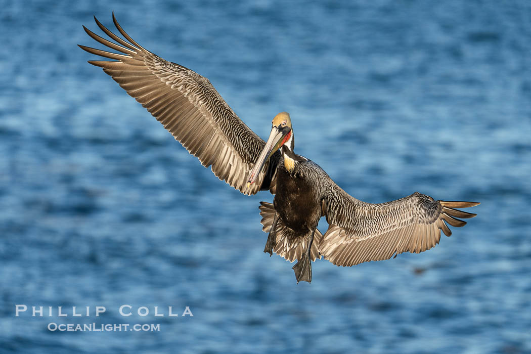 This California Brown Pelican has its wings spread full wide as it flies over the ocean. The wingspan of the brown pelican can reach 7 feet wide. La Jolla, USA, Pelecanus occidentalis, Pelecanus occidentalis californicus, natural history stock photograph, photo id 40066