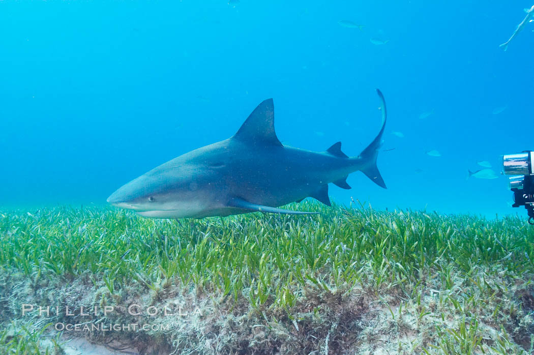Bull shark. Great Isaac Island, Bahamas, Carcharhinus leucas, natural history stock photograph, photo id 12728