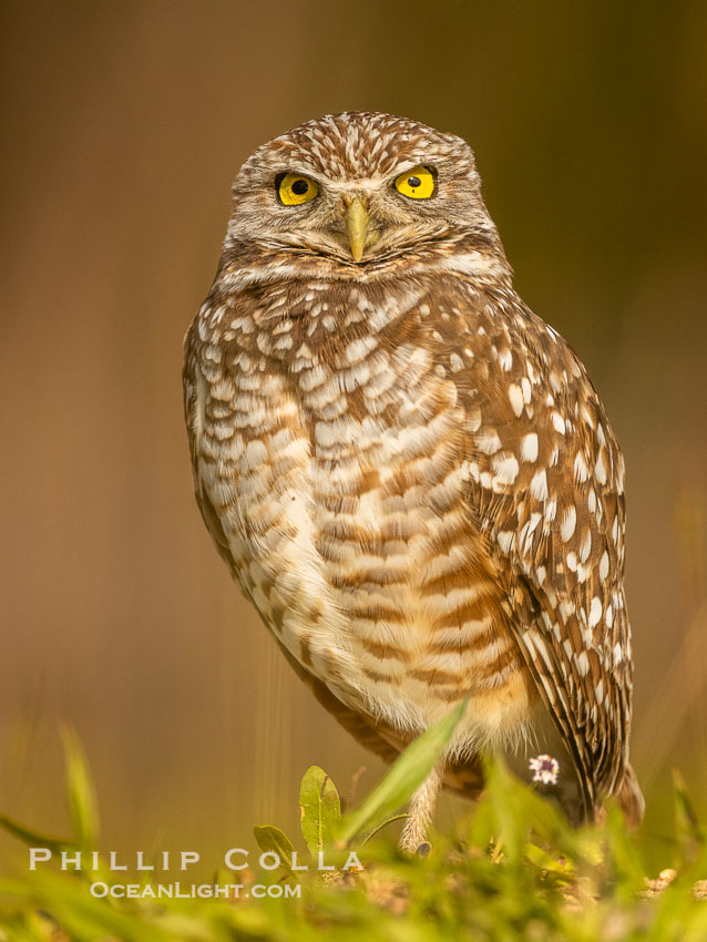 Burrowing owl, Cape Coral, Florida, subspecies Athene cunicularia floridana. This 10-inch-tall burrowing owl is standing beside its burrow. These burrows are usually created by squirrels, prairie dogs, or other rodents and even turtles, and only rarely dug by the owl itself. USA, Athene cunicularia floridana, Athene cunicularia, natural history stock photograph, photo id 40586