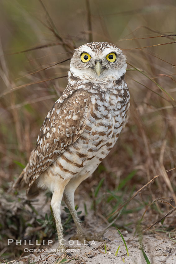 Burrowing owl, Cape Coral, Florida, subspecies Athene cunicularia floridana. This 10-inch-tall burrowing owl is standing beside its burrow. These burrows are usually created by squirrels, prairie dogs, or other rodents and even turtles, and only rarely dug by the owl itself. USA, Athene cunicularia floridana, Athene cunicularia, natural history stock photograph, photo id 40584