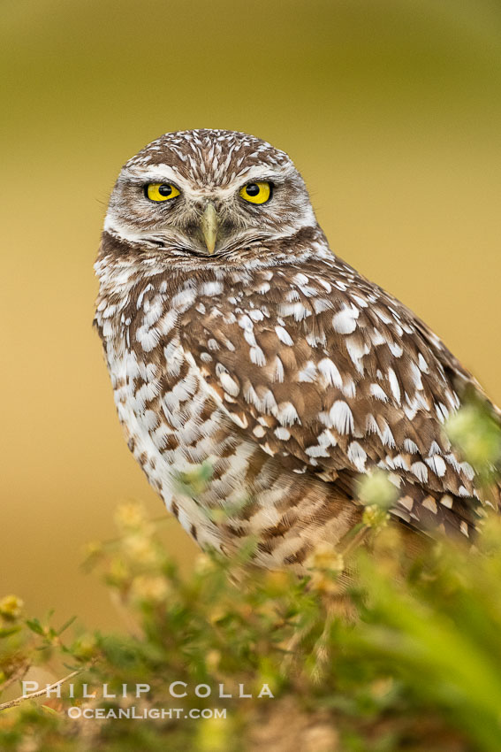 Burrowing owl, Cape Coral, Florida, subspecies Athene cunicularia floridana. This 10-inch-tall burrowing owl is standing beside its burrow. These burrows are usually created by squirrels, prairie dogs, or other rodents and even turtles, and only rarely dug by the owl itself. USA, Athene cunicularia floridana, Athene cunicularia, natural history stock photograph, photo id 40587