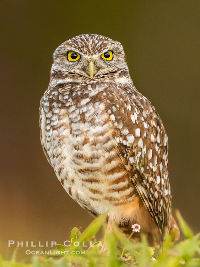 Burrowing owl, Cape Coral, Florida, subspecies Athene cunicularia floridana. This 10-inch-tall burrowing owl is standing beside its burrow. These burrows are usually created by squirrels, prairie dogs, or other rodents and even turtles, and only rarely dug by the owl itself, Athene cunicularia floridana, Athene cunicularia