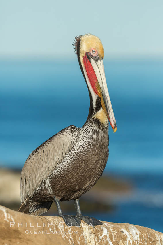 Brown pelican portrait, displaying winter plumage with distinctive yellow head feathers and red gular throat pouch. La Jolla, California, USA, Pelecanus occidentalis, Pelecanus occidentalis californicus, natural history stock photograph, photo id 30448