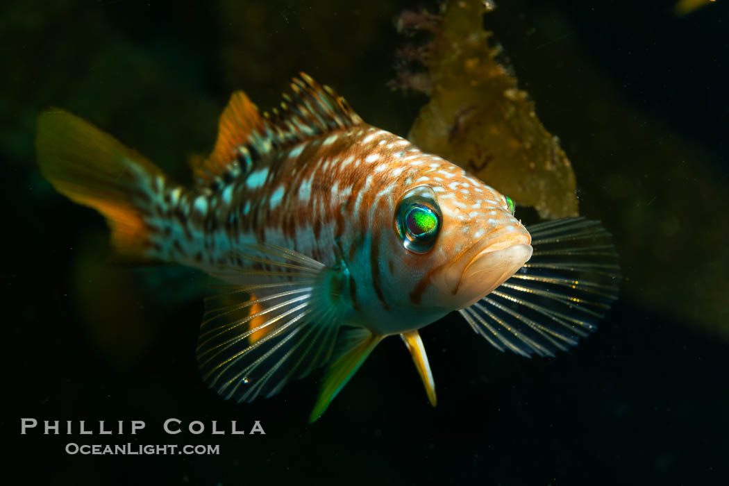 Calico Bass. Kelp Bass, Paralabrax clathratus, Catalina Island. California, USA, Paralabrax clathratus, natural history stock photograph, photo id 40510