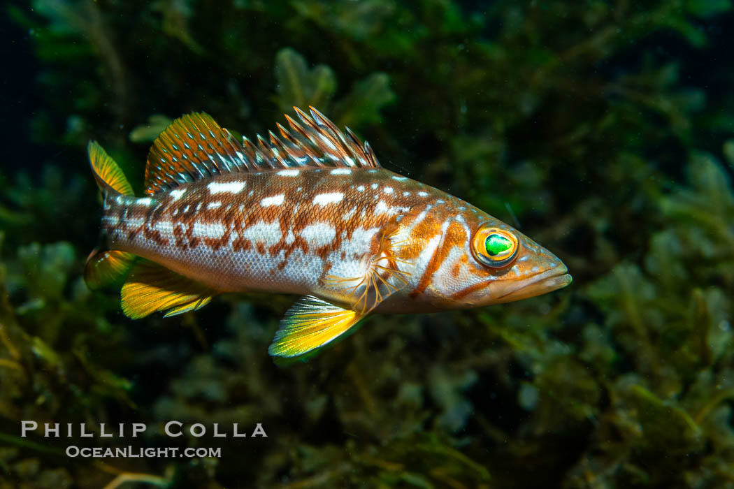 Calico Bass. Kelp Bass, Paralabrax clathratus, Catalina Island. California, USA, Paralabrax clathratus, natural history stock photograph, photo id 40520