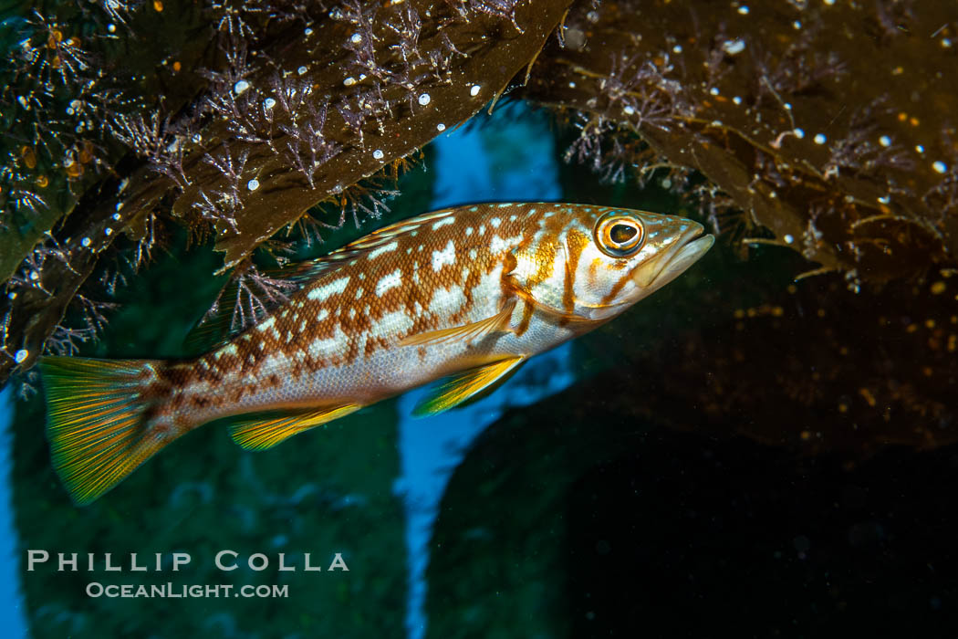 Calico Bass. Kelp Bass, Paralabrax clathratus, Catalina Island. California, USA, Paralabrax clathratus, natural history stock photograph, photo id 40511