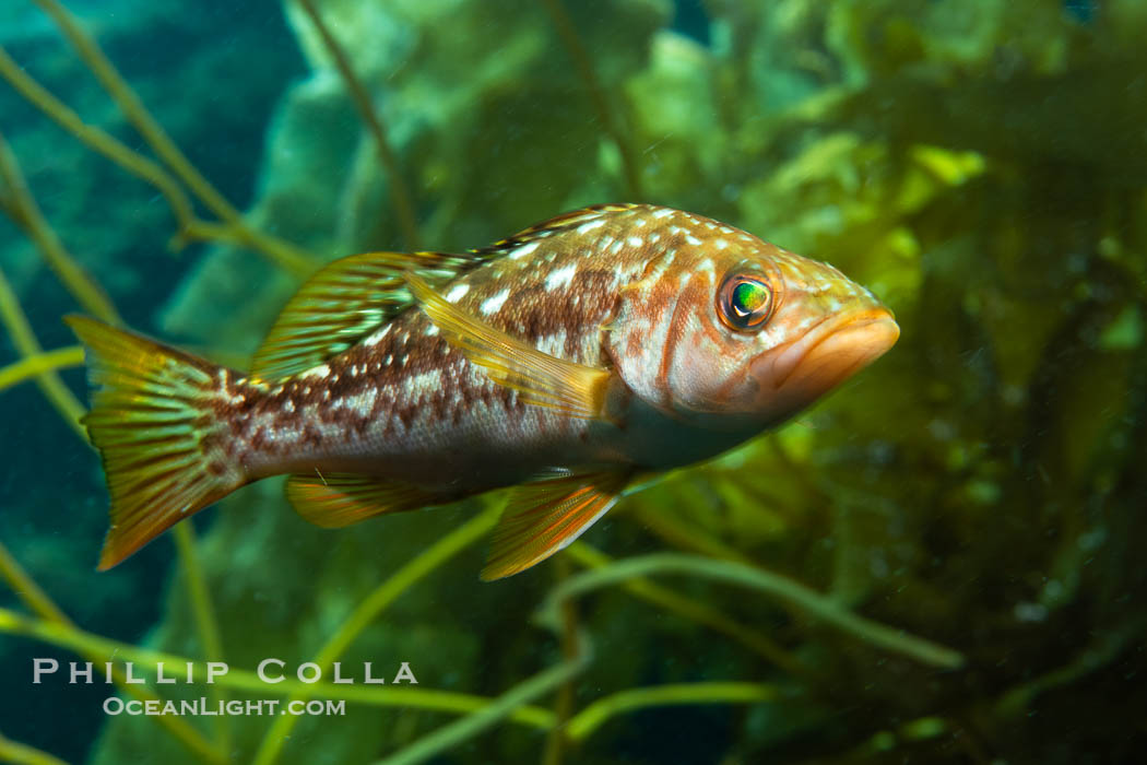 Calico Bass. Kelp Bass, Paralabrax clathratus, Catalina Island. California, USA, Paralabrax clathratus, natural history stock photograph, photo id 40521