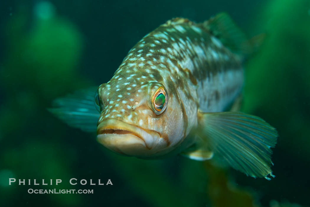 Calico Bass. Kelp Bass, Paralabrax clathratus, Catalina Island. California, USA, Paralabrax clathratus, natural history stock photograph, photo id 40533