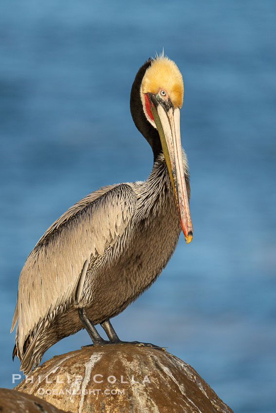 California brown pelican breeding plumage portrait, with brown hind neck, yellow head and bright red throat. La Jolla, USA, Pelecanus occidentalis, Pelecanus occidentalis californicus, natural history stock photograph, photo id 40078