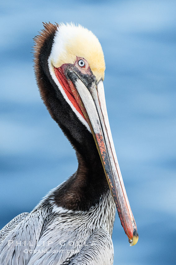 California brown pelican breeding plumage portrait, with brown hind neck, yellow head and bright red throat, Pelecanus occidentalis, Pelecanus occidentalis californicus, La Jolla