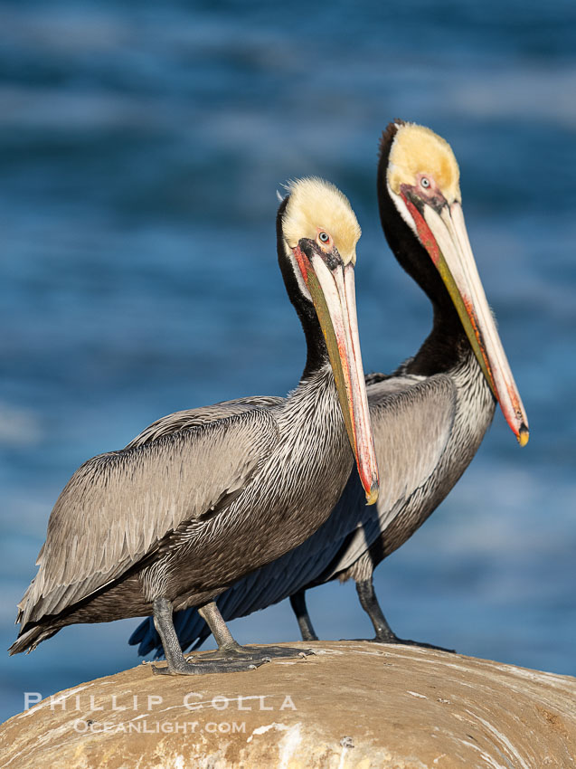 California brown pelican breeding plumage portrait, with brown hind neck, yellow head and bright red throat. La Jolla, USA, Pelecanus occidentalis, Pelecanus occidentalis californicus, natural history stock photograph, photo id 40072