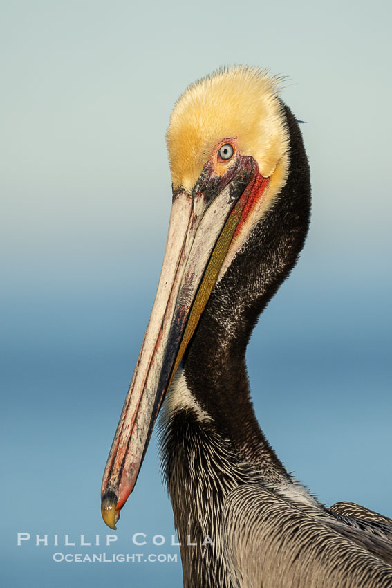 California brown pelican breeding plumage portrait, with brown hind neck, yellow head and bright red throat, Pelecanus occidentalis, Pelecanus occidentalis californicus, La Jolla