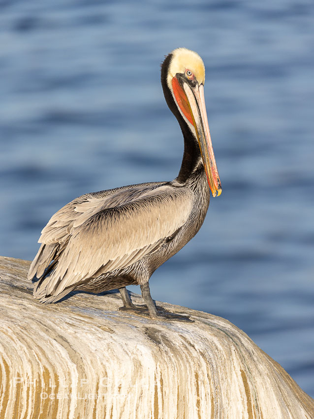 California brown pelican breeding plumage portrait, on cliffs over the ocean. La Jolla, USA, Pelecanus occidentalis, Pelecanus occidentalis californicus, natural history stock photograph, photo id 38695