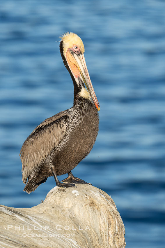 California brown pelican breeding plumage portrait, with brown hind neck, yellow head and bright red throat. La Jolla, USA, Pelecanus occidentalis, Pelecanus occidentalis californicus, natural history stock photograph, photo id 40779