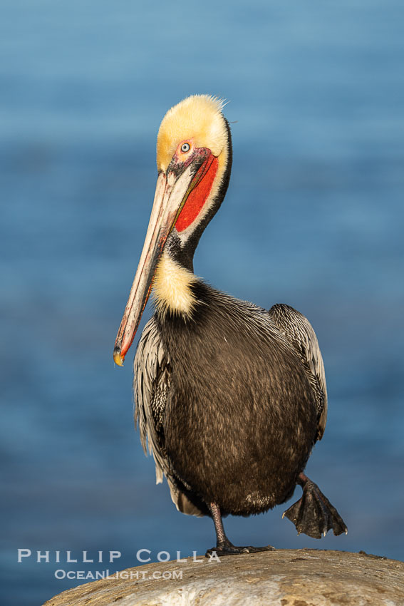 California brown pelican breeding plumage portrait, with brown hind neck, yellow head and bright red throat. La Jolla, USA, Pelecanus occidentalis, Pelecanus occidentalis californicus, natural history stock photograph, photo id 40793