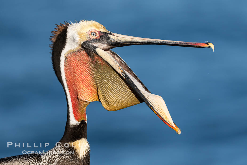 California Brown Pelican claps its jaws mandibles, sometimes rapidly several times, perhaps to dislodge debris or simply because its fun and feels good. This is not the same as the "yawn" that precedes a head throw. Adult winter breeding plumage with brown hind-neck. La Jolla, USA, Pelecanus occidentalis, Pelecanus occidentalis californicus, natural history stock photograph, photo id 40239