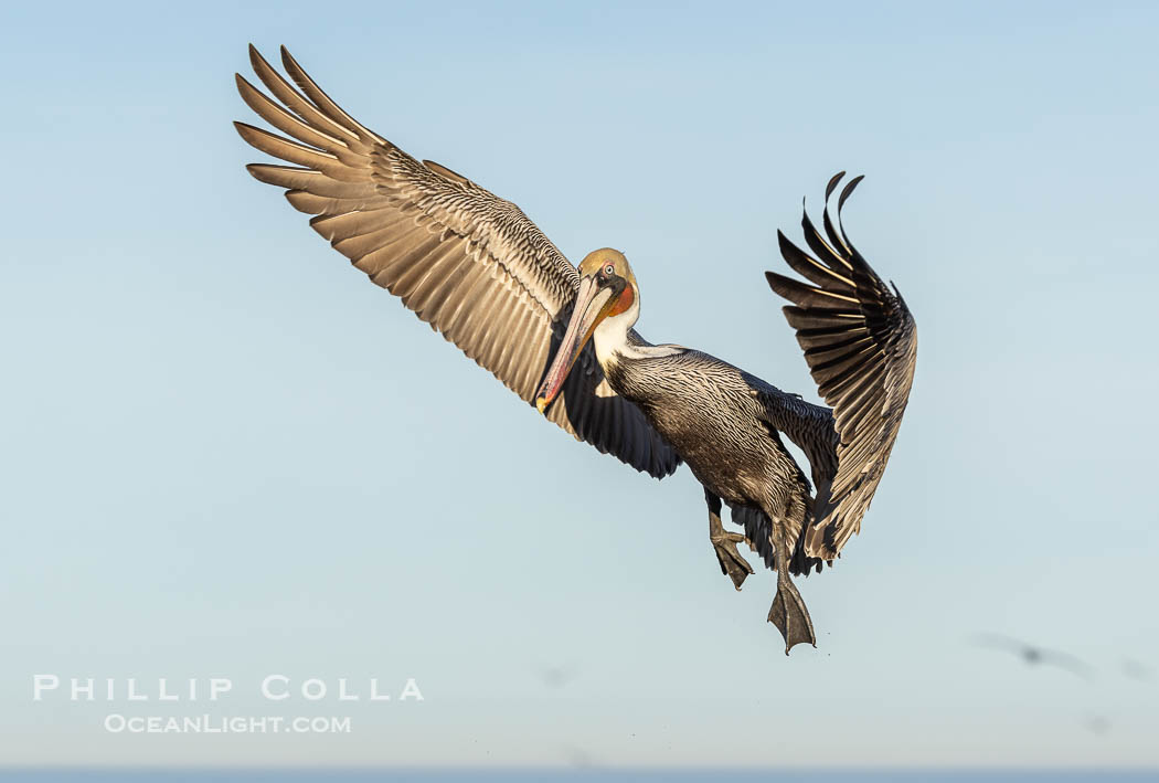 California Brown Pelican in flight, spreading wings wide to slow before landing on cliffs, Pelecanus occidentalis. La Jolla, USA, Pelecanus occidentalis, Pelecanus occidentalis californicus, natural history stock photograph, photo id 38846