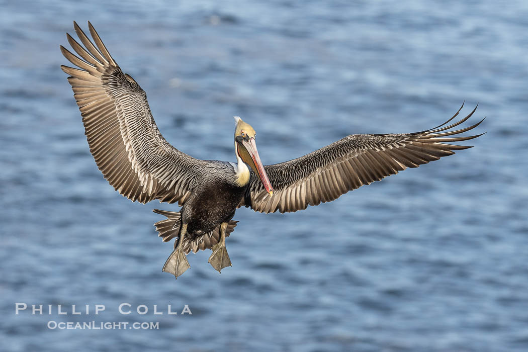 California Brown Pelican in flight, spreading wings wide to slow before landing on cliffs, Pelecanus occidentalis. La Jolla, USA, Pelecanus occidentalis, Pelecanus occidentalis californicus, natural history stock photograph, photo id 38853