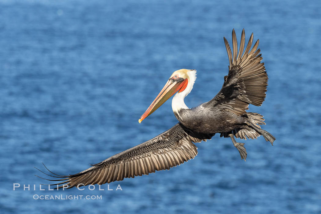 California brown pelican in flight, spreading wings wide to slow in anticipation of landing on seacliffs. Adult winter non-breeding plumage., Pelecanus occidentalis, Pelecanus occidentalis californicus, natural history stock photograph, photo id 37408
