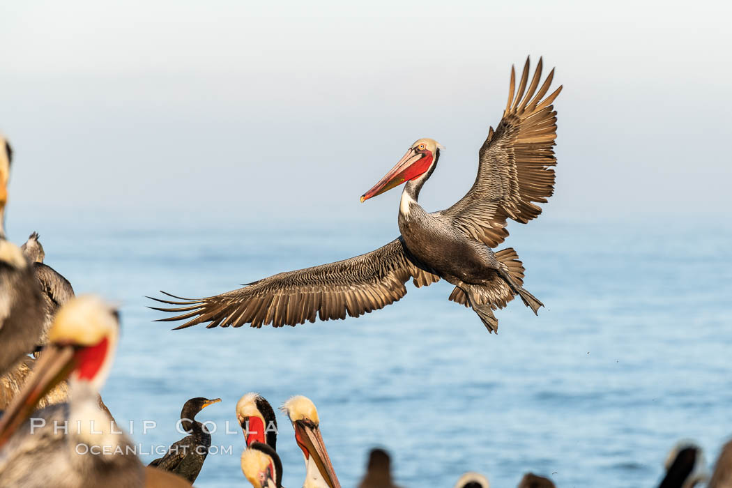 California brown pelican in flight, spreading wings wide to slow in anticipation of landing on seacliffs. Note the classic winter breeding plumage, with bright red throat, yellow and white head and neck, and brown hind neck. Other pelicans and cormorants at the periphery of the image hint at how crowded the cliff is with other birds. La Jolla, USA, Pelecanus occidentalis, Pelecanus occidentalis californicus, natural history stock photograph, photo id 36679