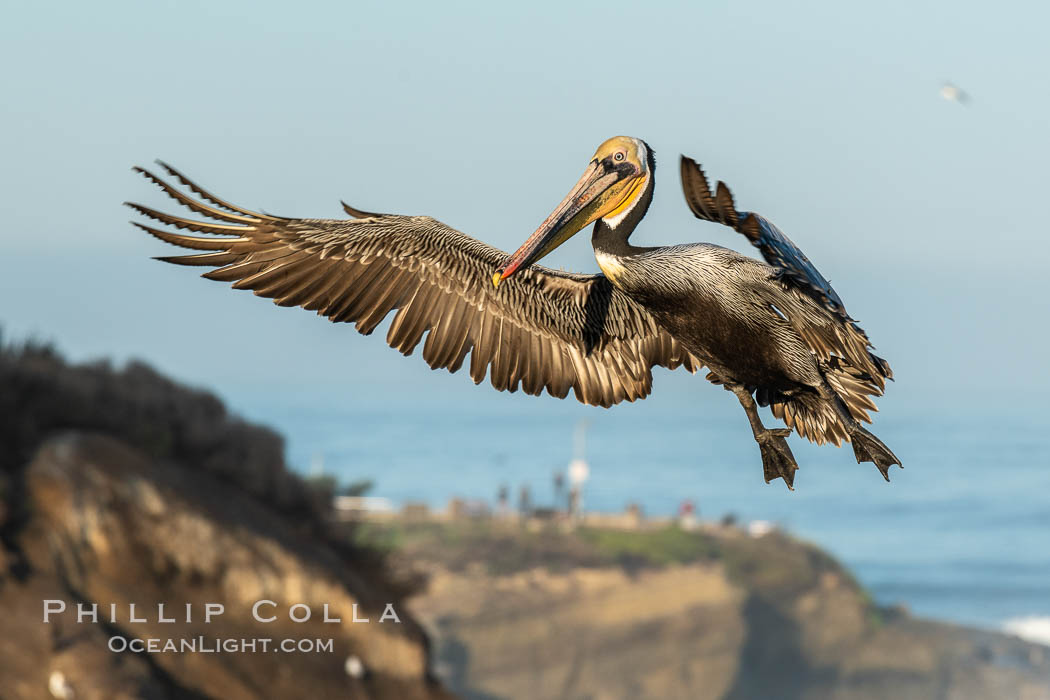 California brown pelican in flight, spreading wings wide to slow in anticipation of landing on seacliffs. La Jolla, USA, Pelecanus occidentalis, Pelecanus occidentalis californicus, natural history stock photograph, photo id 36687