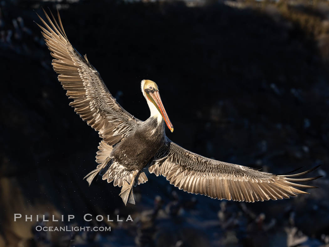 California brown pelican in flight, spreading wings wide to slow in anticipation of landing on seacliffs, dark background caused by seacliffs in morning shadow., Pelecanus occidentalis, Pelecanus occidentalis californicus, natural history stock photograph, photo id 37411