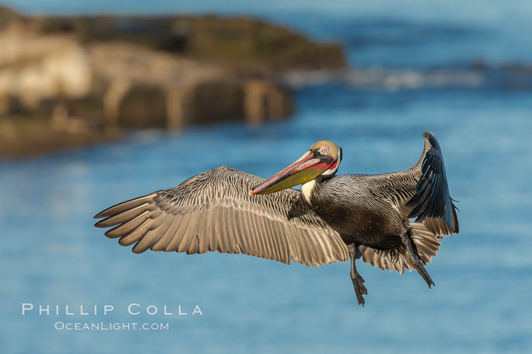 California brown pelican in flight. The wingspan of the brown pelican is over 7 feet wide. The California race of the brown pelican holds endangered species status. In winter months, breeding adults assume a dramatic plumage. La Jolla, USA, Pelecanus occidentalis, Pelecanus occidentalis californicus, natural history stock photograph, photo id 28977