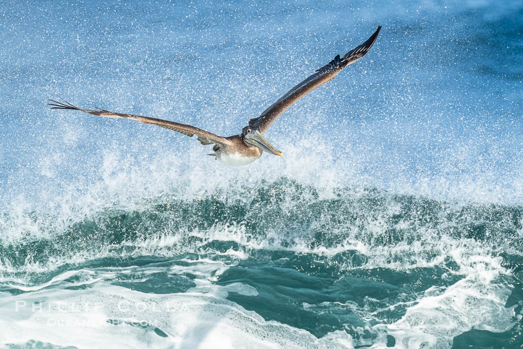 California Brown Pelican flying over a breaking wave. La Jolla, USA, Pelecanus occidentalis, Pelecanus occidentalis californicus, natural history stock photograph, photo id 40498