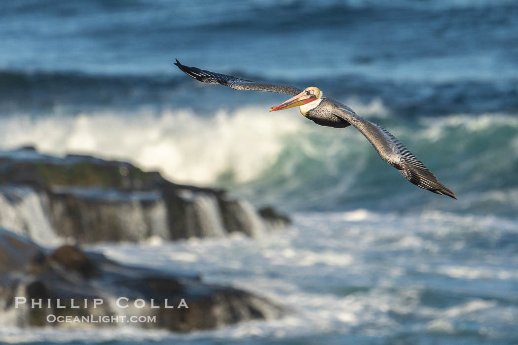 California Brown pelican flying over large waves and rocky reef in La Jolla. Winter adult non-breeding plumage. USA, Pelecanus occidentalis, Pelecanus occidentalis californicus, natural history stock photograph, photo id 39806