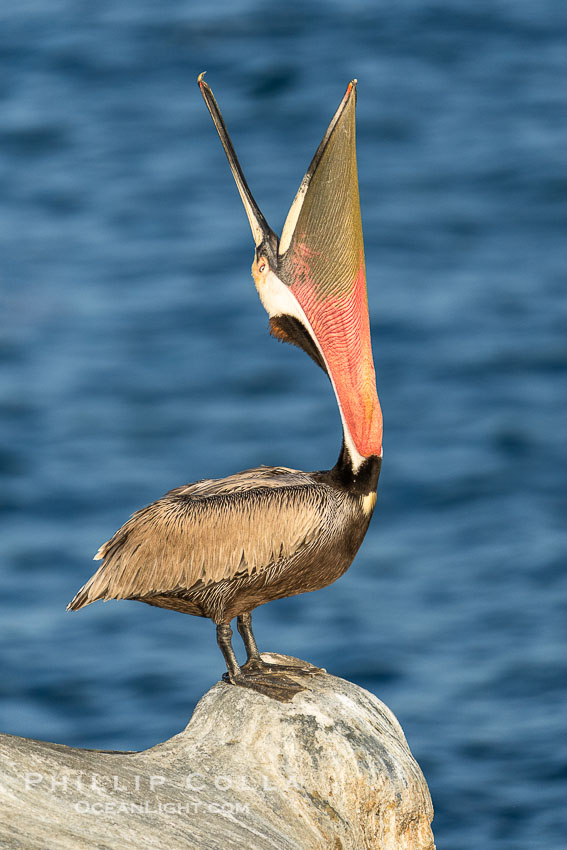 California Brown Pelican head throw, stretching its throat to keep it flexible and healthy, winter adult mating plumage, Pelecanus occidentalis, Pelecanus occidentalis californicus, La Jolla California Brown Pelican head throw, stretching its throat to keep it flexible and healthy, winter adult mating plumage, Pelecanus occidentalis, Pelecanus occidentalis californicus, La Jolla