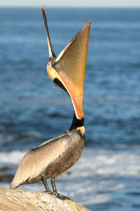 California Brown Pelican head throw, stretching its throat to keep it flexible and healthy, winter adult mating plumage, Pelecanus occidentalis, Pelecanus occidentalis californicus, La Jolla California Brown Pelican head throw, stretching its throat to keep it flexible and healthy, winter adult mating plumage, Pelecanus occidentalis, Pelecanus occidentalis californicus, La Jolla